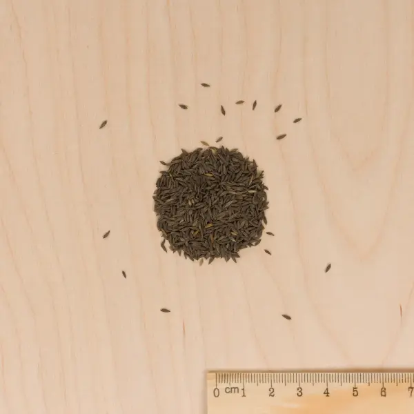 Potagères - Laitue Batavia Reine des Glaces - Légumes d'Autrefois - MEDIA_3D